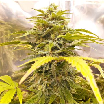 Big Jack Widow Auto Fem