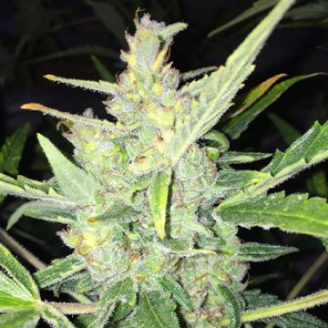 Big White Widow Auto Fem