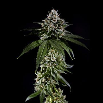 Black Banana Kush Photo Fem