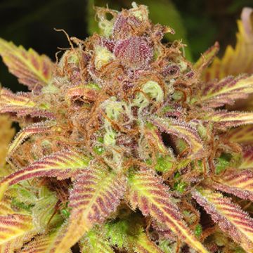 Black Cherry Soda Photo Fem