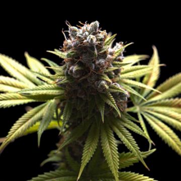 Black Domina Auto Fem