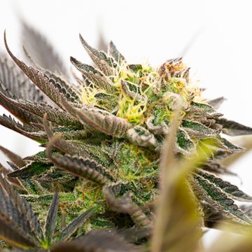 Black Domina Fast Photo Fem
