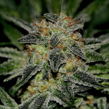 Black Domina Photo Fem