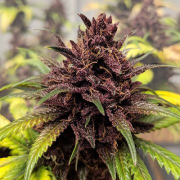 Black Domina Photo Reg