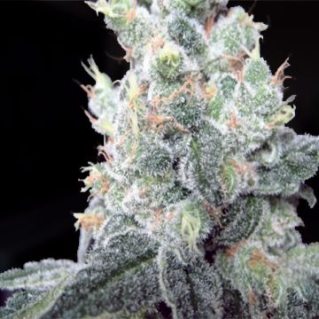 Black Rhino Photo Fem