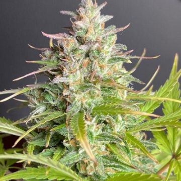 Black Sugar Auto Fem