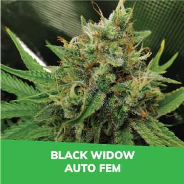 Black Widow Auto Promo Card