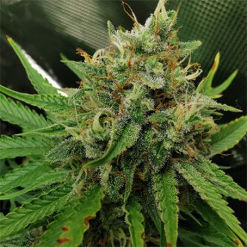 Black Widow Auto Fem