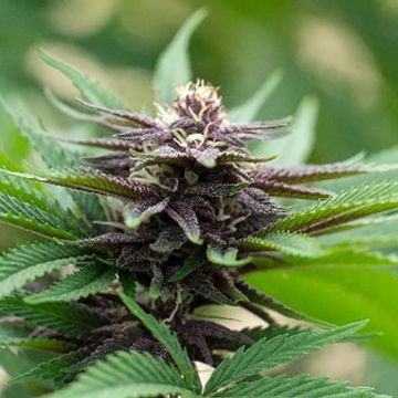 Blackberry Auto Fem