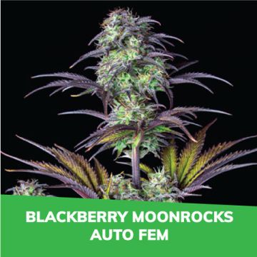 Blackberry Moonrocks Auto Promo Card