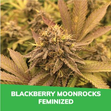 Blackberry Moonrocks Fem Promo Card