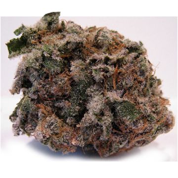 Blackberry Pie Photo Fem
