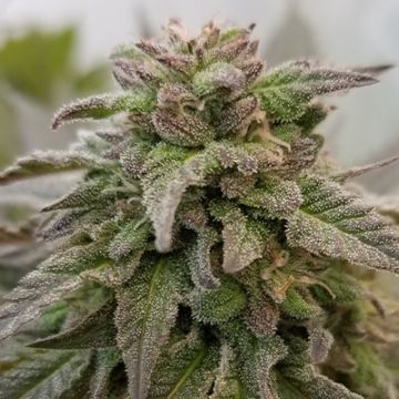 Blue Afghan Kush Photo Fem