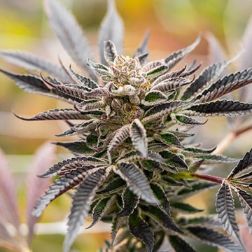 Blue Amnesia Auto Fem