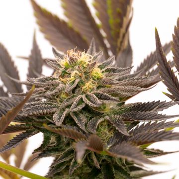 Blue Cinderella Fast Photo Fem