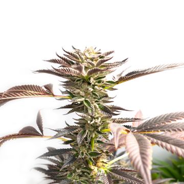 Blue Cinderella Photo Fem