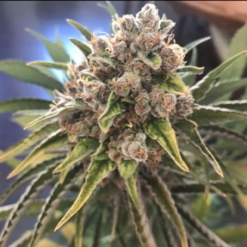 Blue Columbian Kush Photo Fem