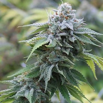 Blue Cookies Fast Photo Fem