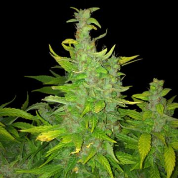 Blue Diesel Auto Fem