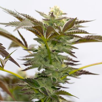 Blue Dream Photo Fem