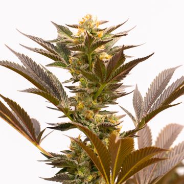 Blue Fruit Auto Fem