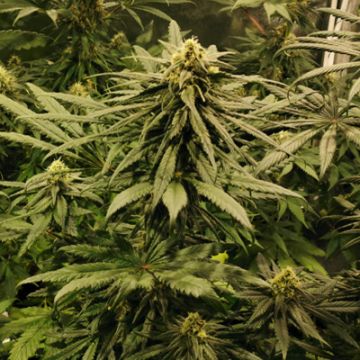 Blue Primate Auto Fem