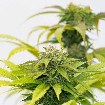Blue Haze Photo Fem