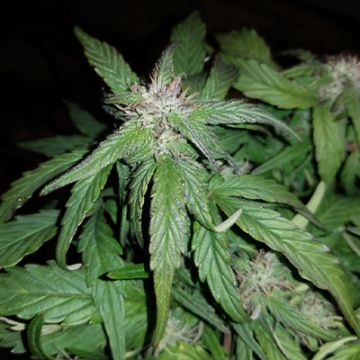 Blue Ice Auto Fem