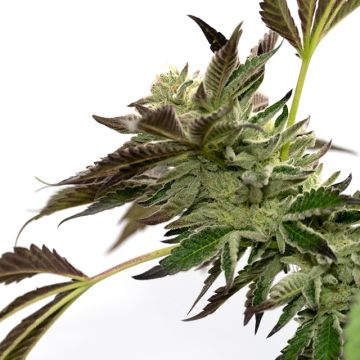 Blue Jack Herer Auto Fem