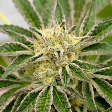 Blue Lemon Haze Auto Fem