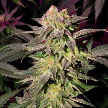 Blue Moonrocks Photo Fem