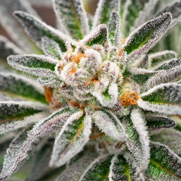 Blue OG Photo Fem