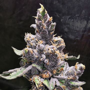 Blue OG Photo Reg