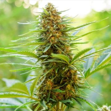 Blue Skunk Fast Photo Fem