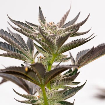 Blue Widow Photo Fem