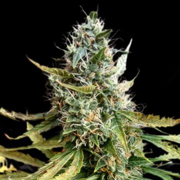 Blue Mazar Auto Fem