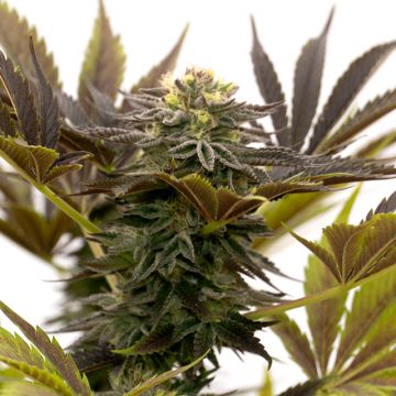 Blueberry Auto Fem