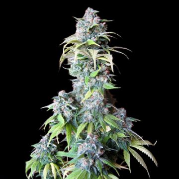 Blueberry Fast Photo Fem