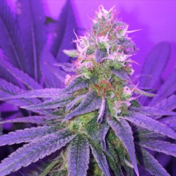 Blueberry Kush Photo Fem