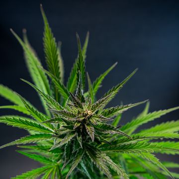 Blueberry Photo Fem