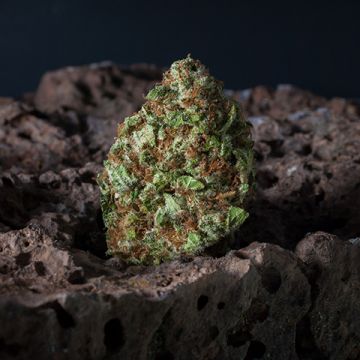 Blueberry Widow Photo Fem