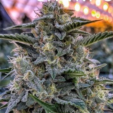 Bruce Banner Auto Fem