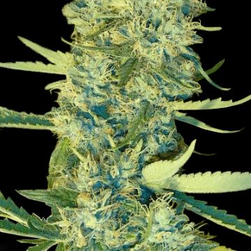 Bruce Banner Haze Photo Fem
