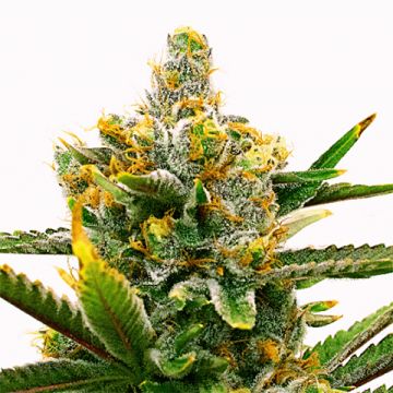 Bruce Banner Tropi BCN Photo Reg