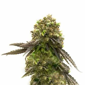Bruce Banner Zkittle Photo Reg