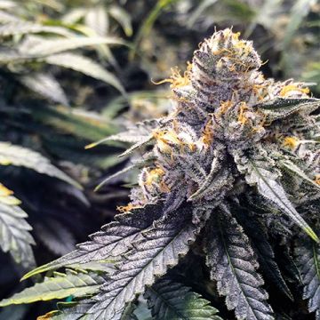 Bubba Gift Photo Fem