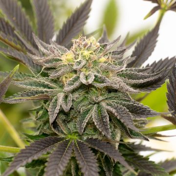 Bubba Kush Auto Fem