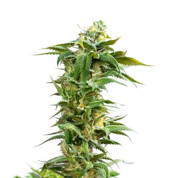 Bubba Kush Photo Fem