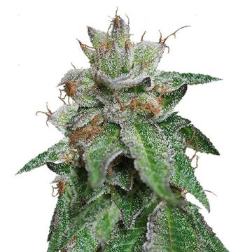 Bubba Kush Photo Reg