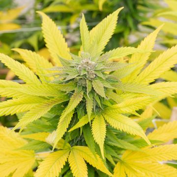 Bubblegum Auto Fem